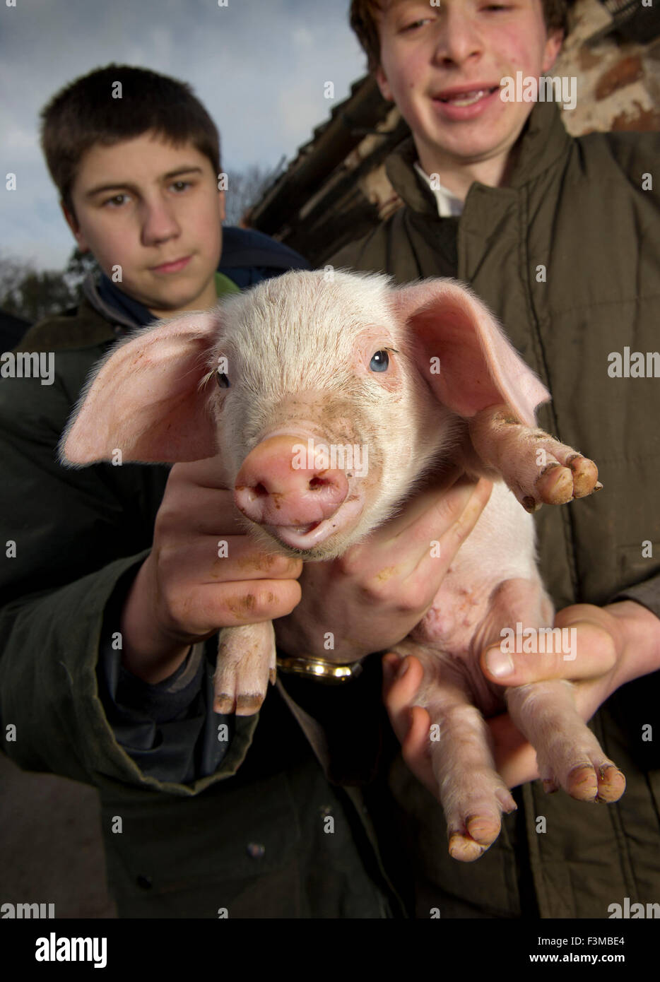 Brymore Academy, einer landwirtschaftlichen Schule lehrt Ackerbau und andere landwirtschaftliche Fähigkeiten und haben eigene Molkerei, Rinder, Schweine und sheep.a UK Stockfoto