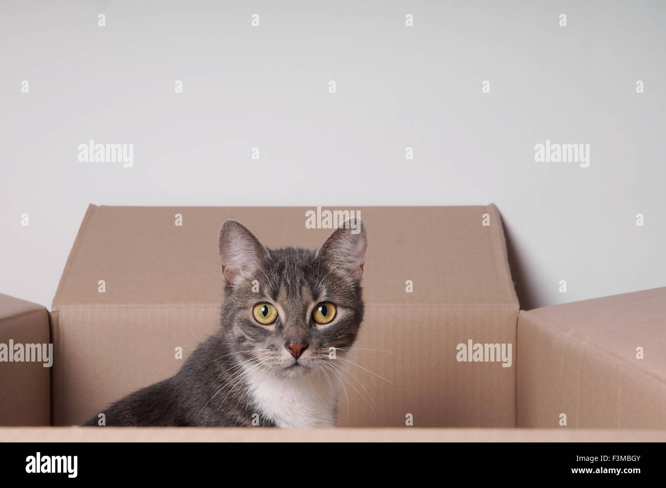 Katze im Karton Stockfoto