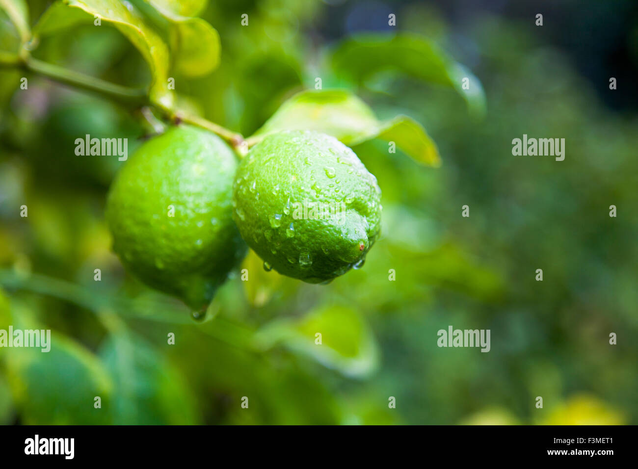 Frische Limetten auf einem Baum nass mit Regentropfen Stockfoto