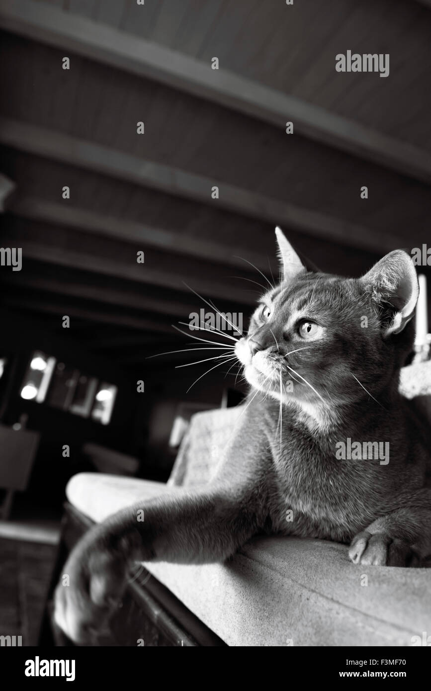 Schwarz-weiß-Porträt einer Abessinier Katze liegend auf einem Hocker mit  seiner Pfote heraus, die nur an ein Spielzeug geklaut Stockfotografie -  Alamy