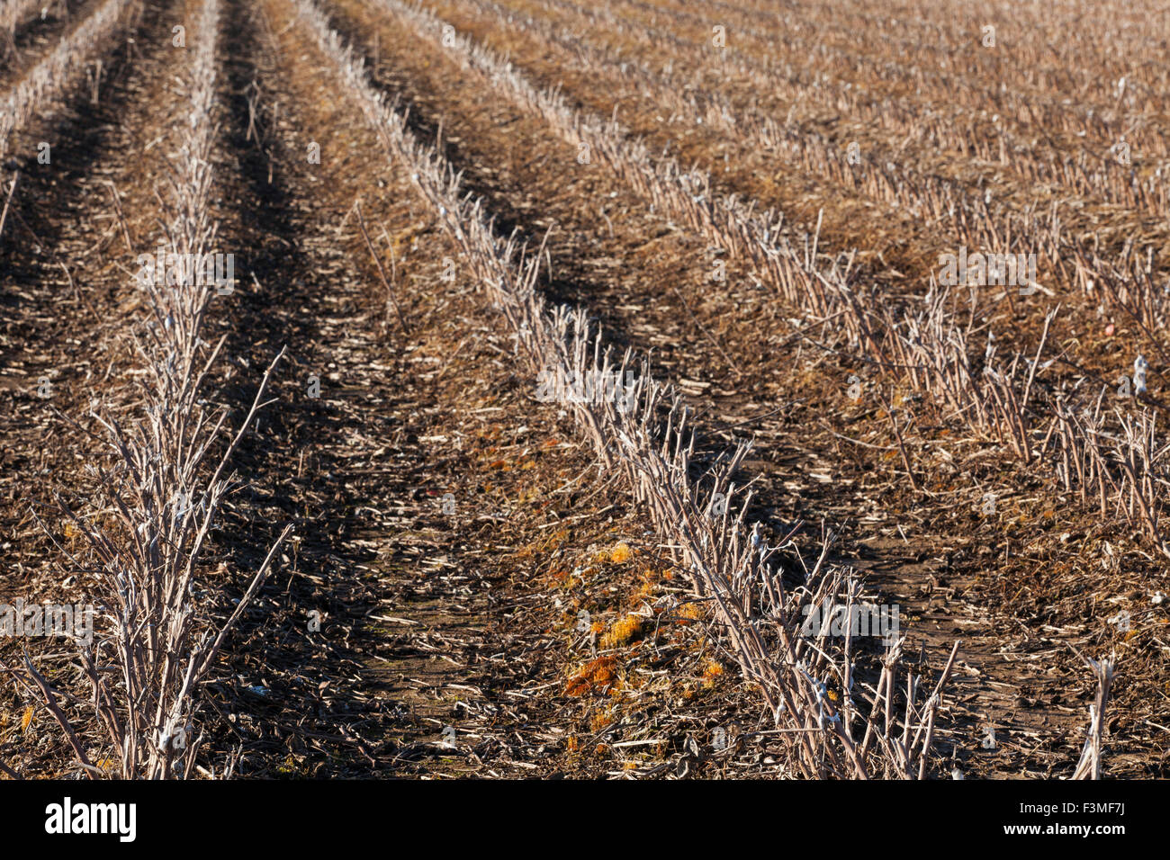 Stoppeln, Baumwolle, Furche, Feld, Bauernhof, Arkansas Stockfoto