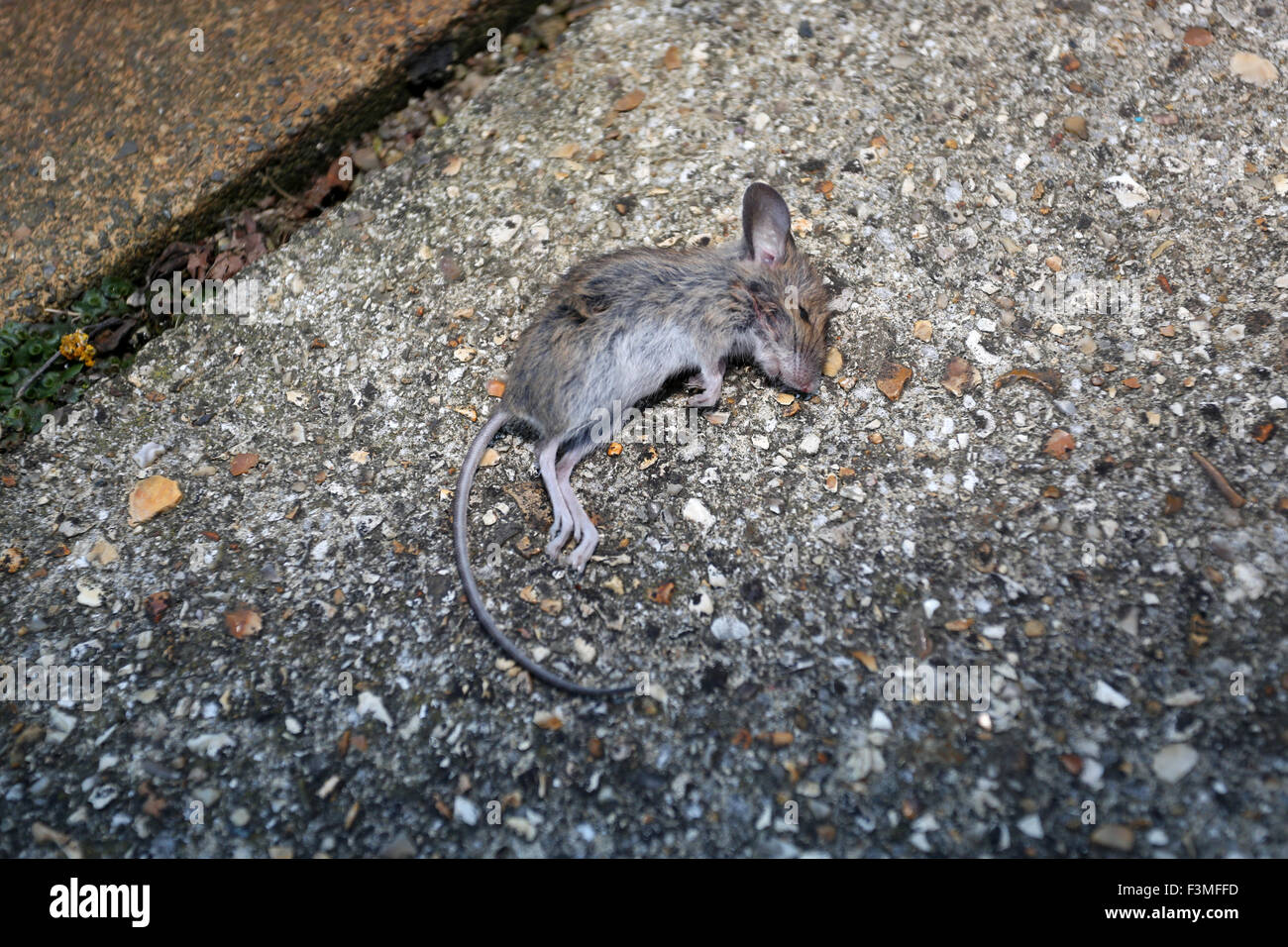 Tote Maus im Bild auf der Straße vor einem Haus in Bognor Regis, West Sussex, UK. Stockfoto