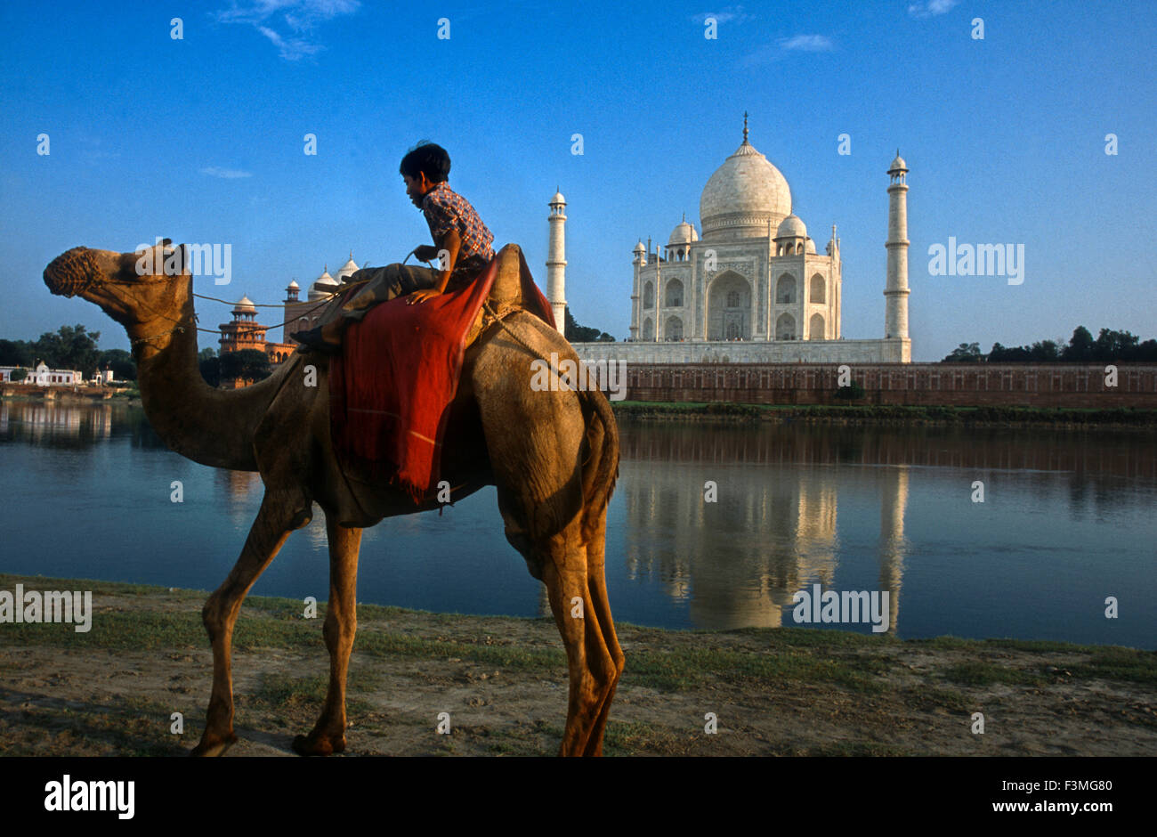 Agra, Uttar Pradesh, Indien. Kamel und indische Junge neben dem Fluss auf das Taj Mahal in Agra. Ein indischer Junge mit seinem Kamel reitet am Ufer des Flusses Yamuna mit dem Taj Mahal im Hintergrund. Besuchen Indiens bekannteste Reiseziel, das Taj Mahal in Agra, Uttar Pradesh. Das Taj wurde von Shah Jahan als Mausoleum für seine dritte Frau unsere verstorbenen im Jahre 1631. Im Jahr 1632 begonnen und im Jahre 1653, das Taj Mahal ist ein UNESCO-Weltkulturerbe und gilt als eines der acht Weltwunder. Stockfoto