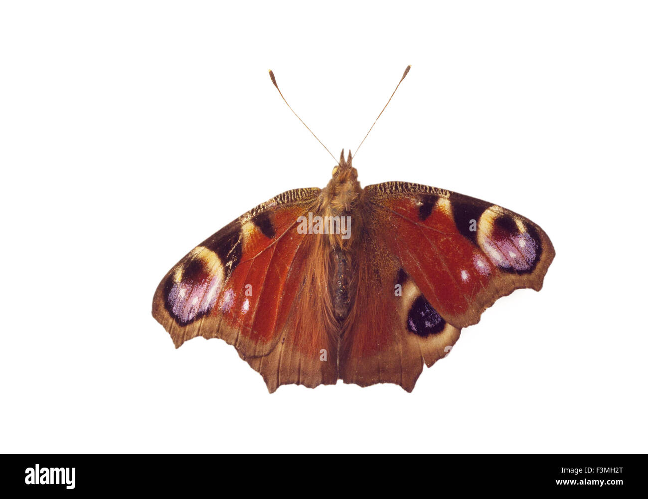 Einen bunten eurasischen Schmetterling mit auffälligen Augenflecken Stockfoto