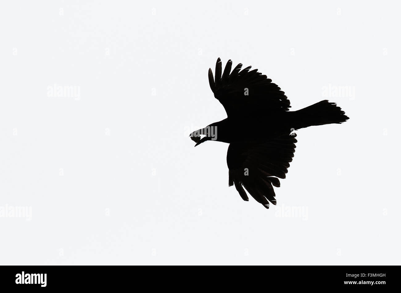 Kanada, fliegen, Raven, weiß, schwarz Stockfoto
