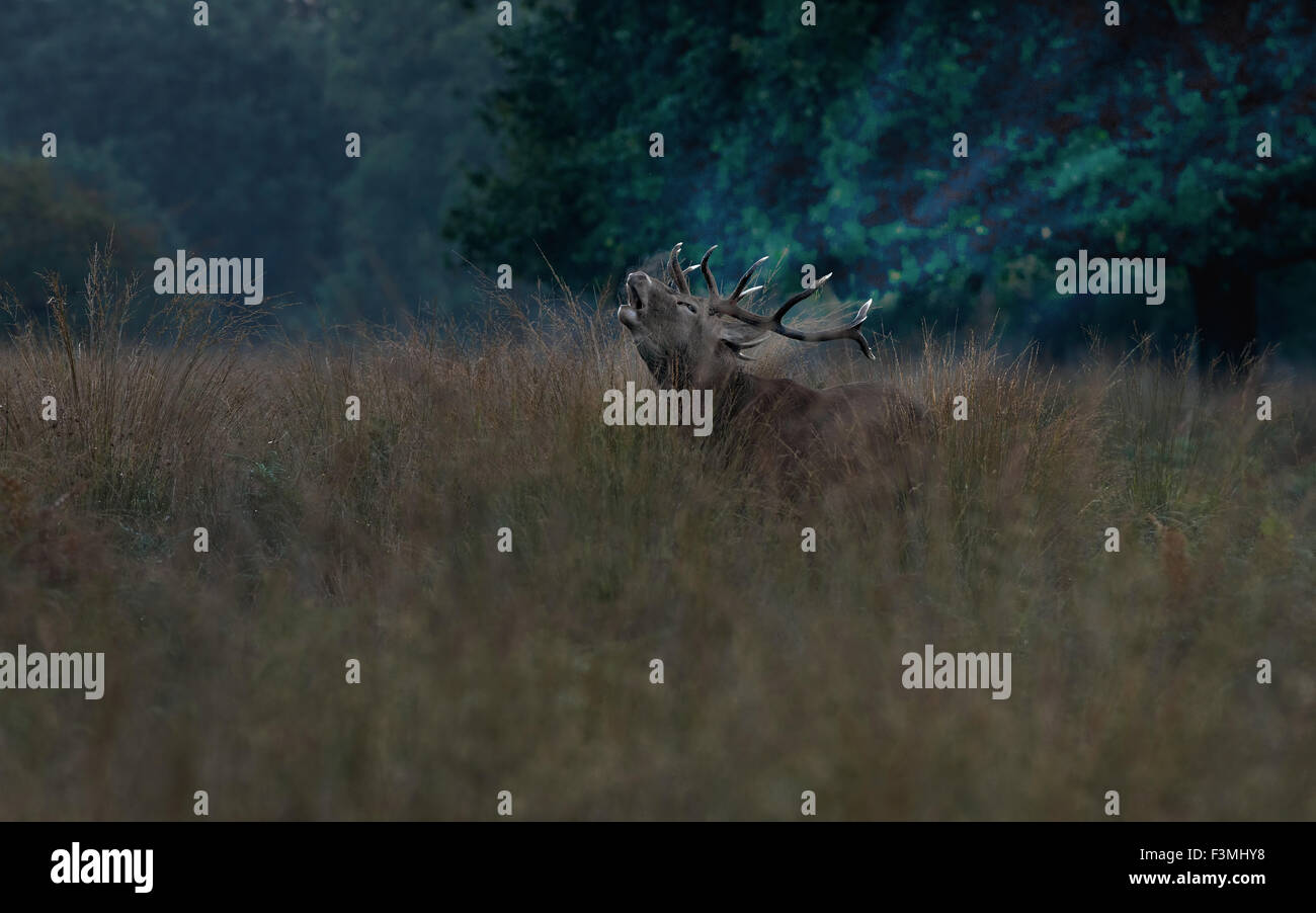 Rotwild (Hirsch)-Cervus Elaphus Balg im Morgengrauen in der Brunft. Stockfoto