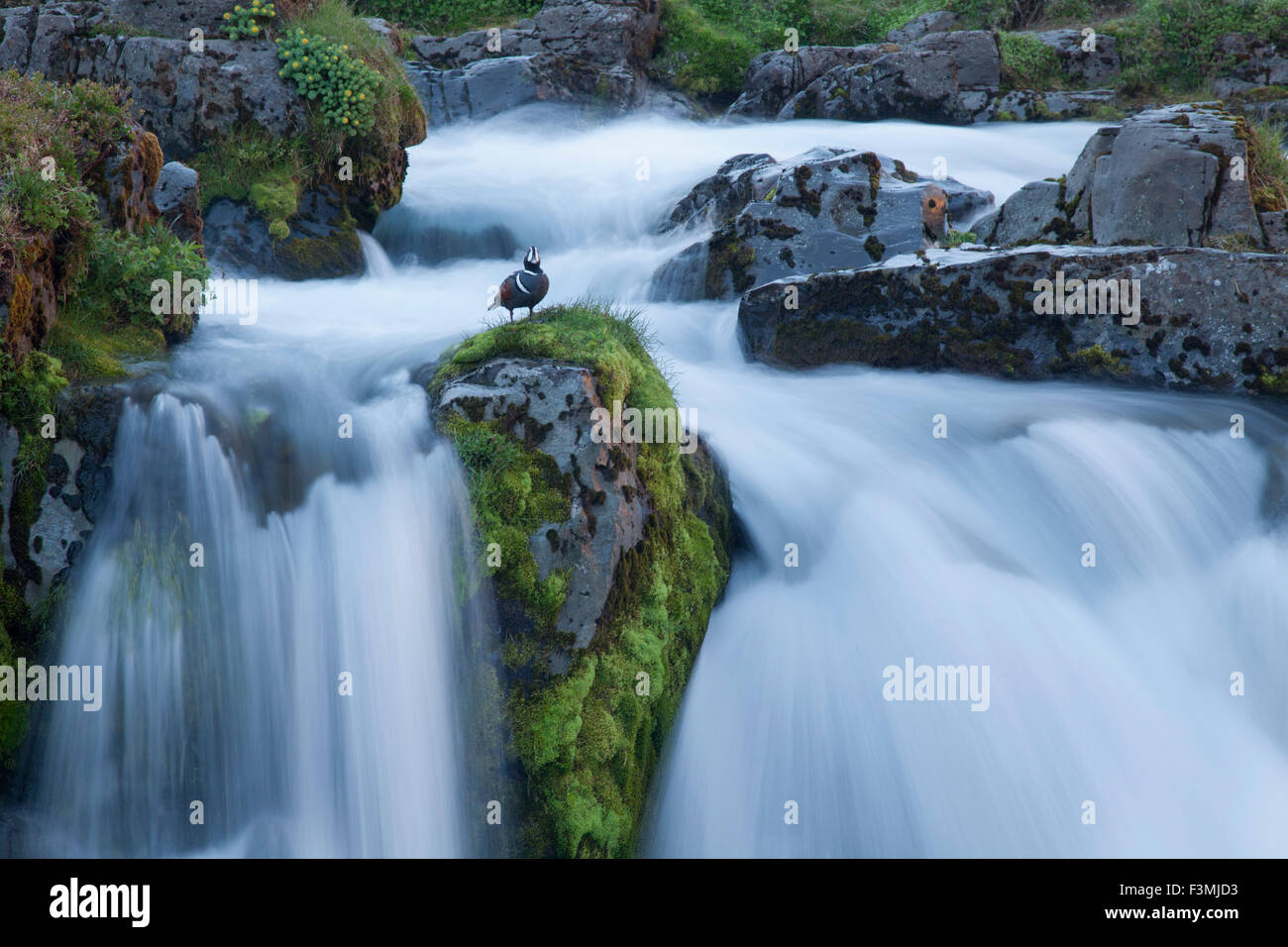 Harlekin Ente auf der Lippe Kirkjufell Wasserfall, Grundarfjordur, Snaefellsnes Halbinsel, Vesturland, Island. Stockfoto