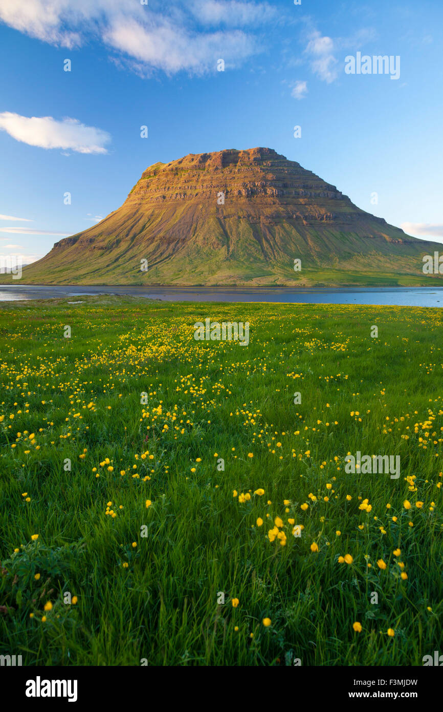 Buttercup Wiese und Kirkjufell Berg, Grundarfjordur, Snaefellsnes Halbinsel, Vesturland, Island. Stockfoto