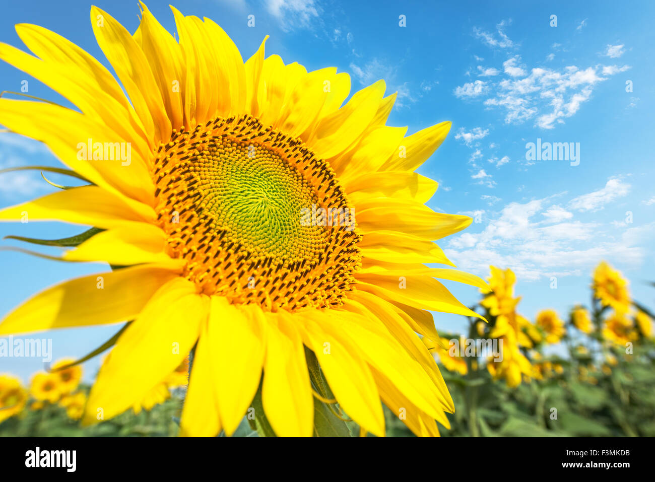 Schöne Landschaft mit Sonnenblumenfeld über blauen Wolkenhimmel. Stockfoto