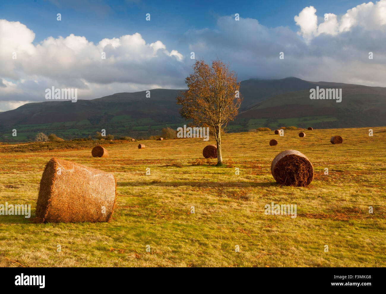 Mynydd Illtyd Blick auf Pen y Fan im Herbst Brecon Beacons Powys Mid Wales UK Stockfoto