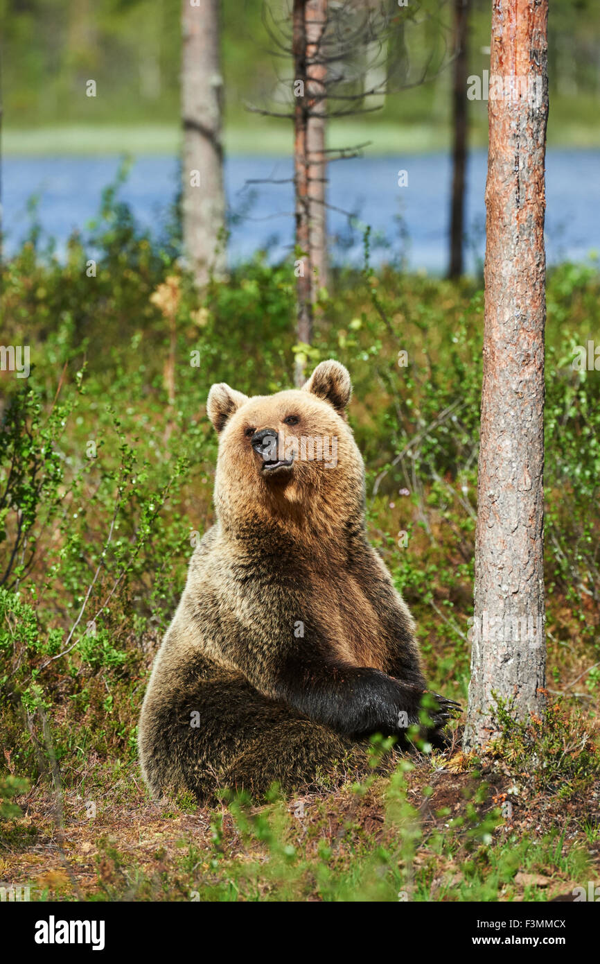 Brauner Bär sitzend im Wald in einem hellen Frühlingstag Stockfoto