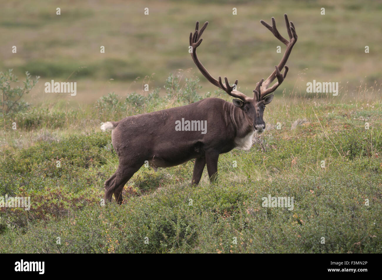 Bull Caribou (Rangifer Tarandus) mit Geweih aus Samt, der ihr Wachstum nährt, bis es vor der Brunft Herbst vergossen wird. Stockfoto
