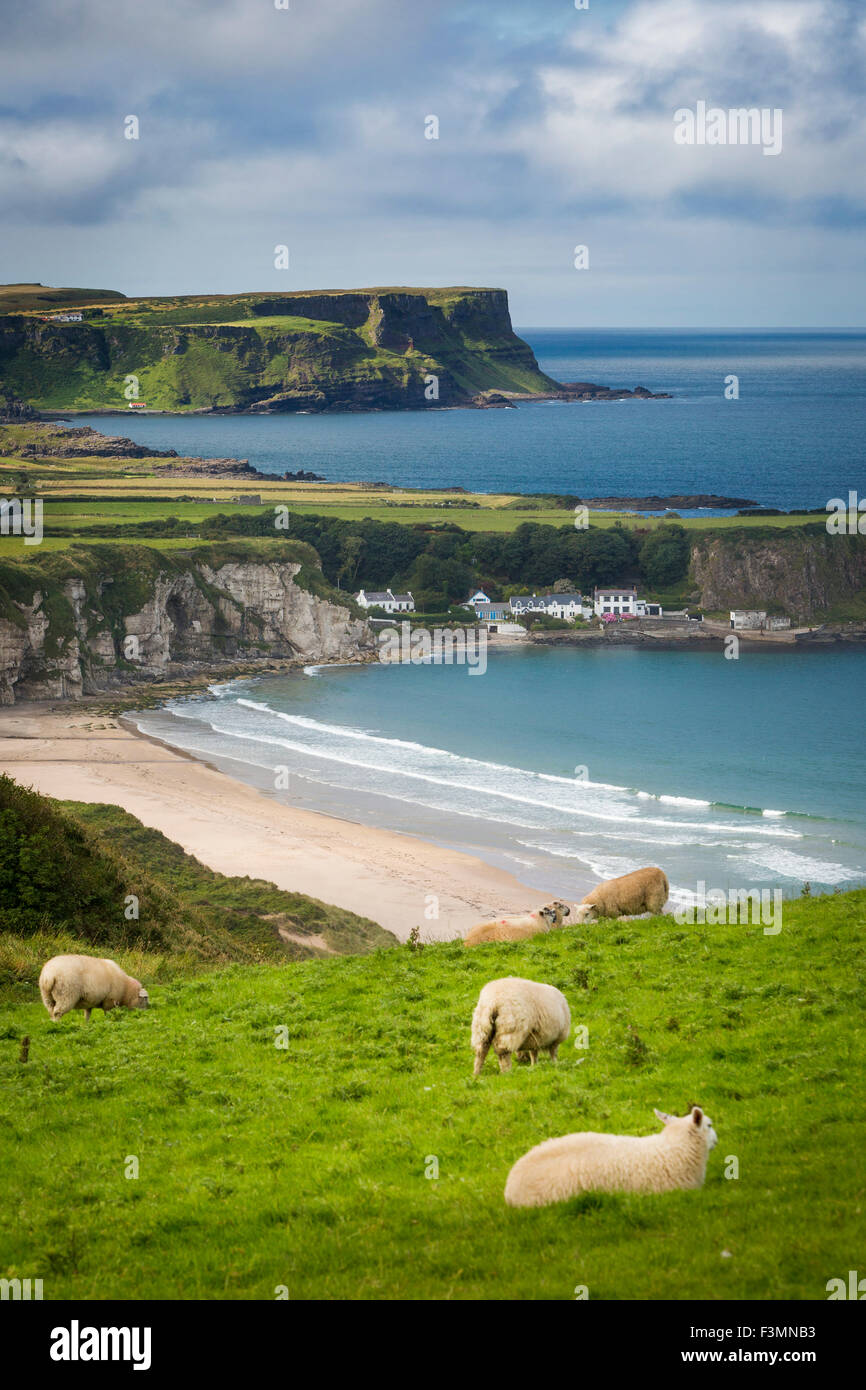 Schafe weiden oberhalb der Ortschaft Portbraddan und die Nordküste von County Antrim, Nordirland, Vereinigtes Königreich Stockfoto