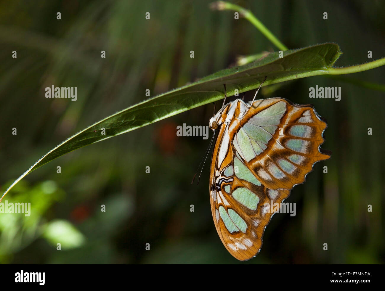 Malachit Schmetterling oder Siproeta Stelenes thront auf einem Grashalm Stockfoto