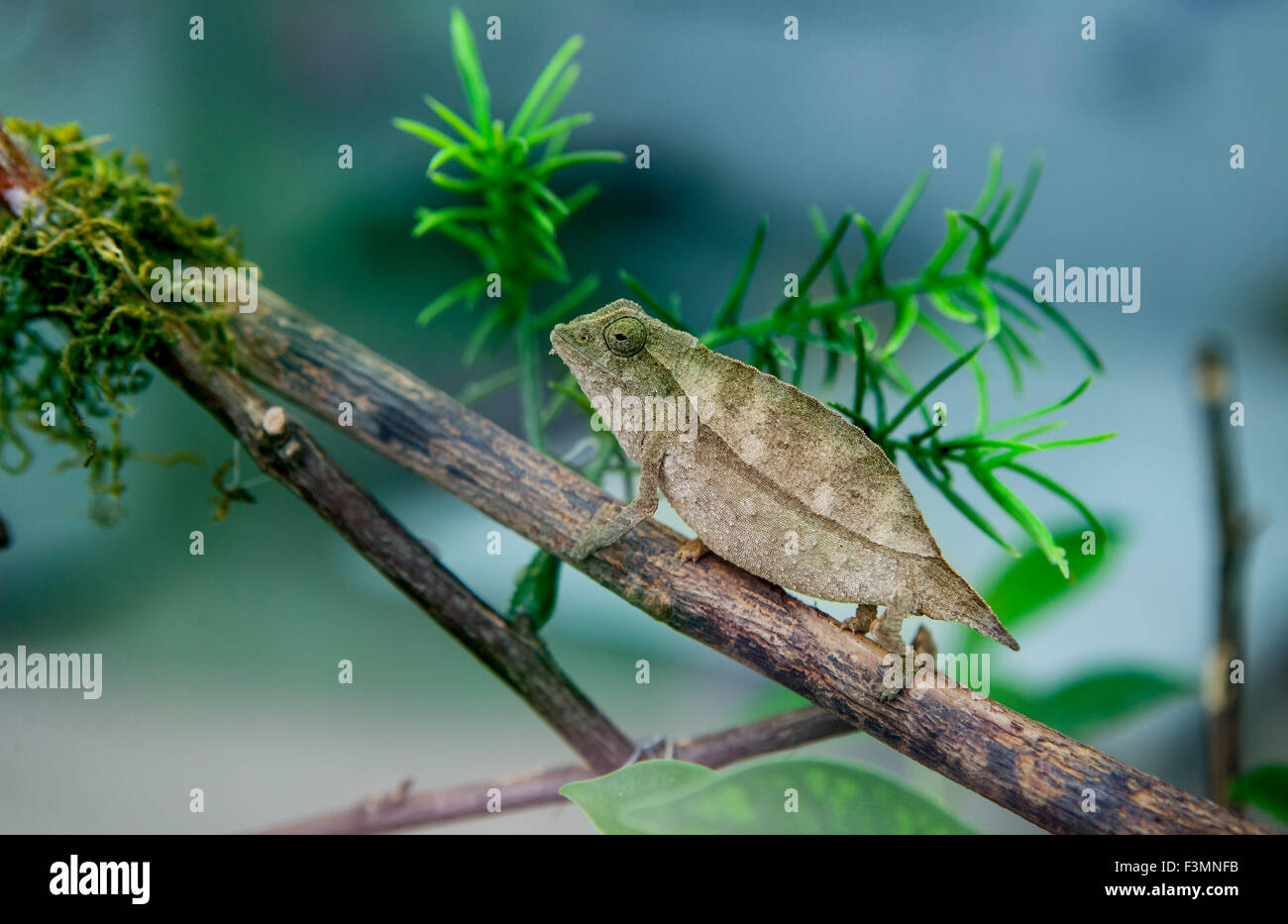 Pygmäen Blatt Chamäleon Klettern von einem dürren Ast Stockfoto