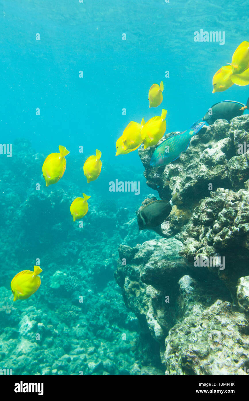 Fische schwimmen in Hulopo'e Bay Marine Life Conservation District, Lana'i Hawai ' i Stockfoto