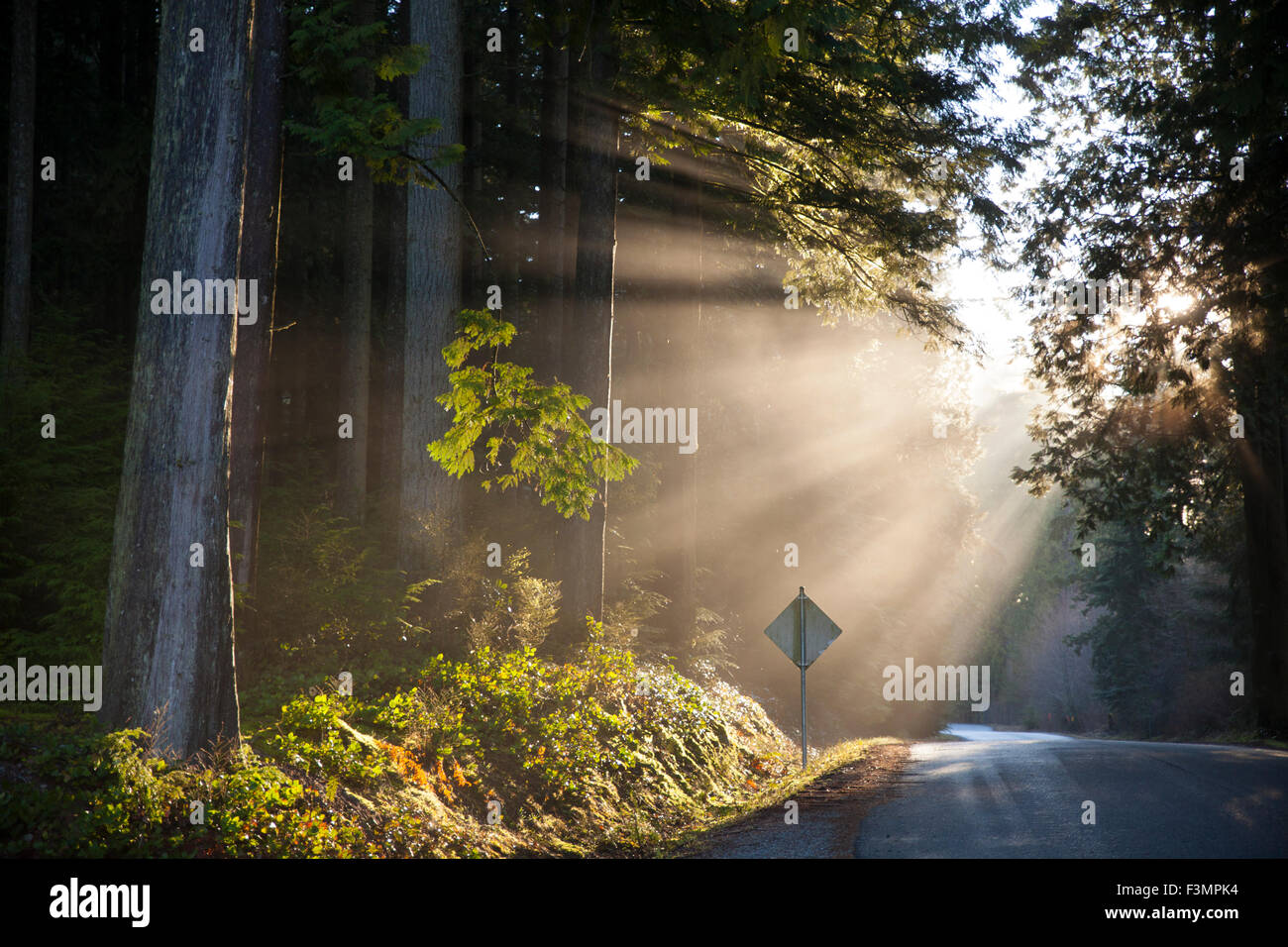Strahlen der Sonne Glanz durch die Baumkronen auf einer Landstraße. Stockfoto