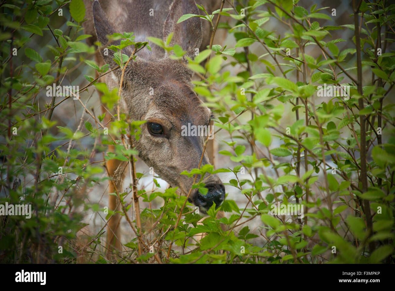 Schwarz - Tailed Hirsche im Wald auf Futtersuche. Stockfoto