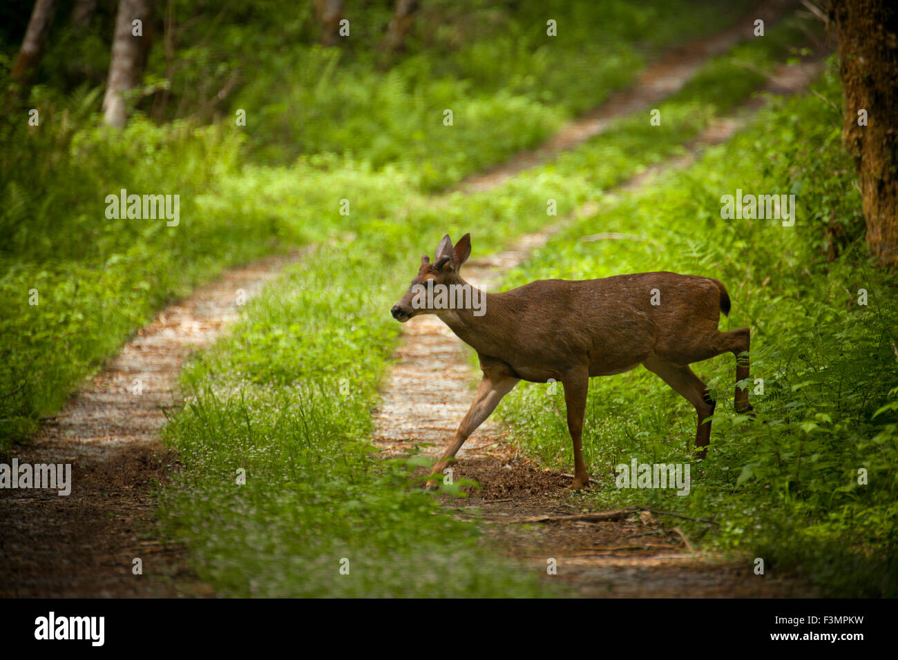 Schwarz - Tailed Hirsche kreuzt eine Landstraße. Stockfoto