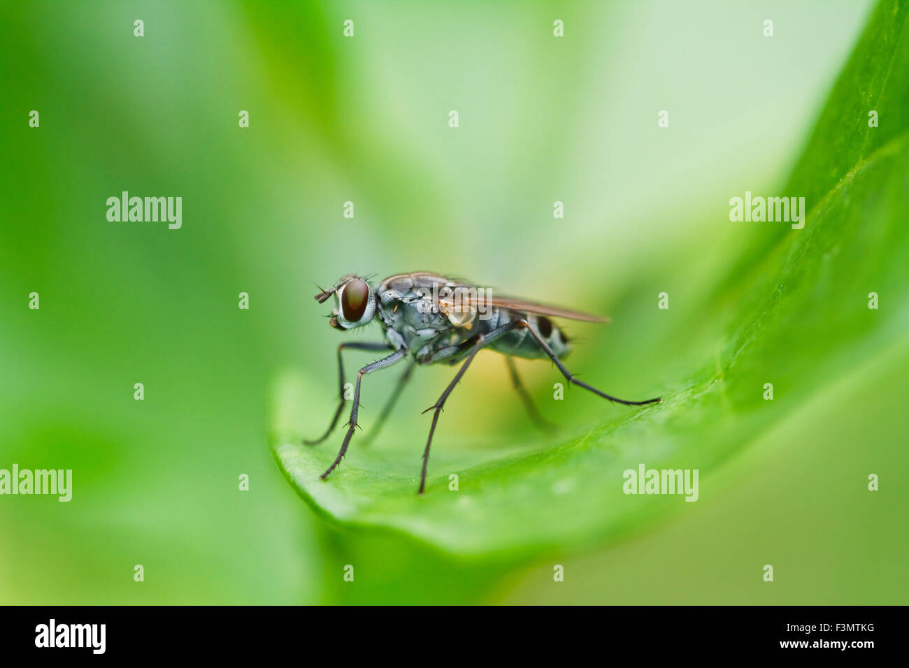 Insekt auf dem Rasen Stockfoto