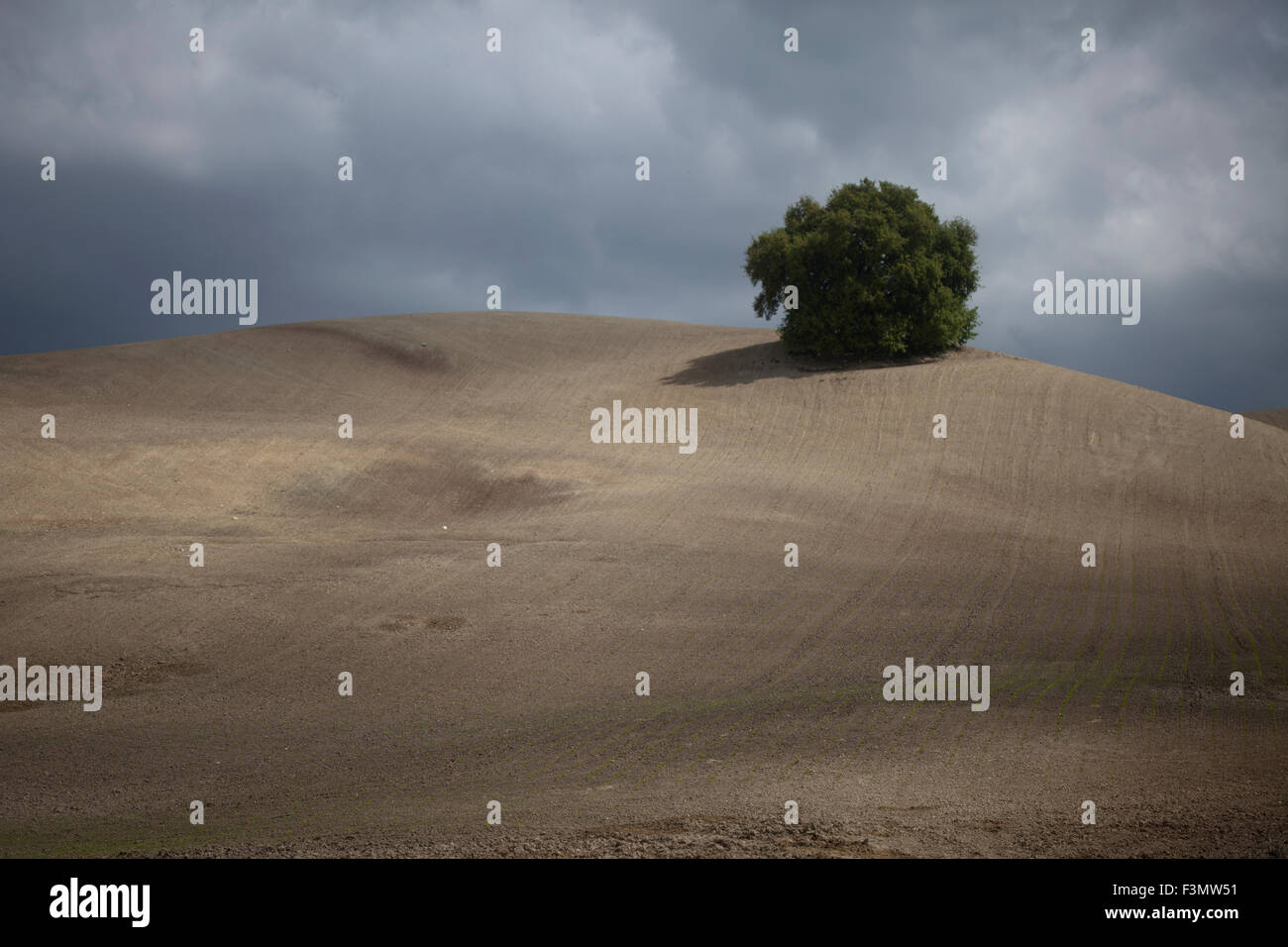 Ein einzelner Baum bleibt aus einem Wald in einer Monokultur verödeten und entwaldeten Bereich Stockfoto