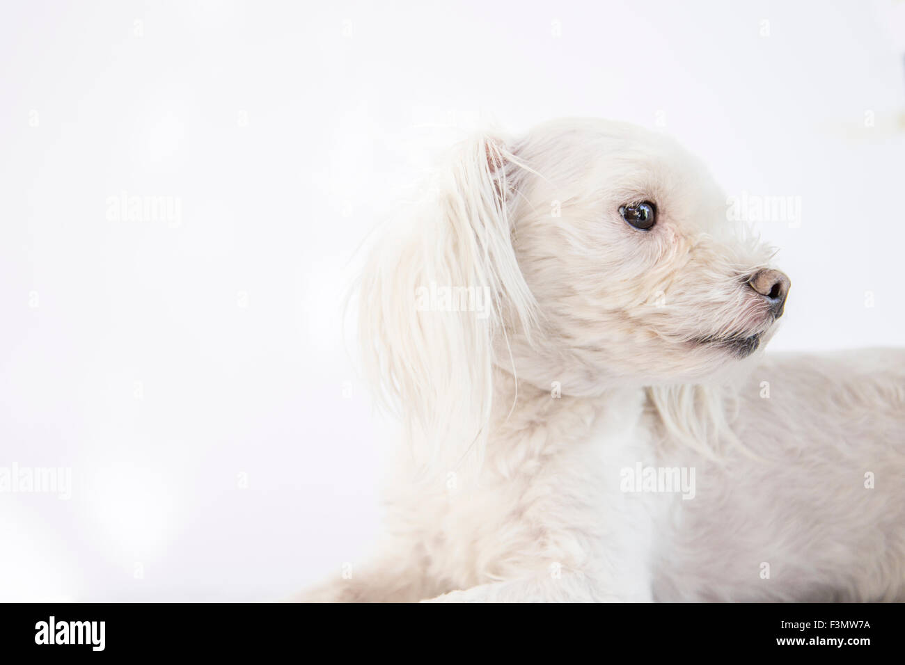 Weiße Malteser gezüchtet Hund auf weißem Hintergrund, Haustier. Stockfoto