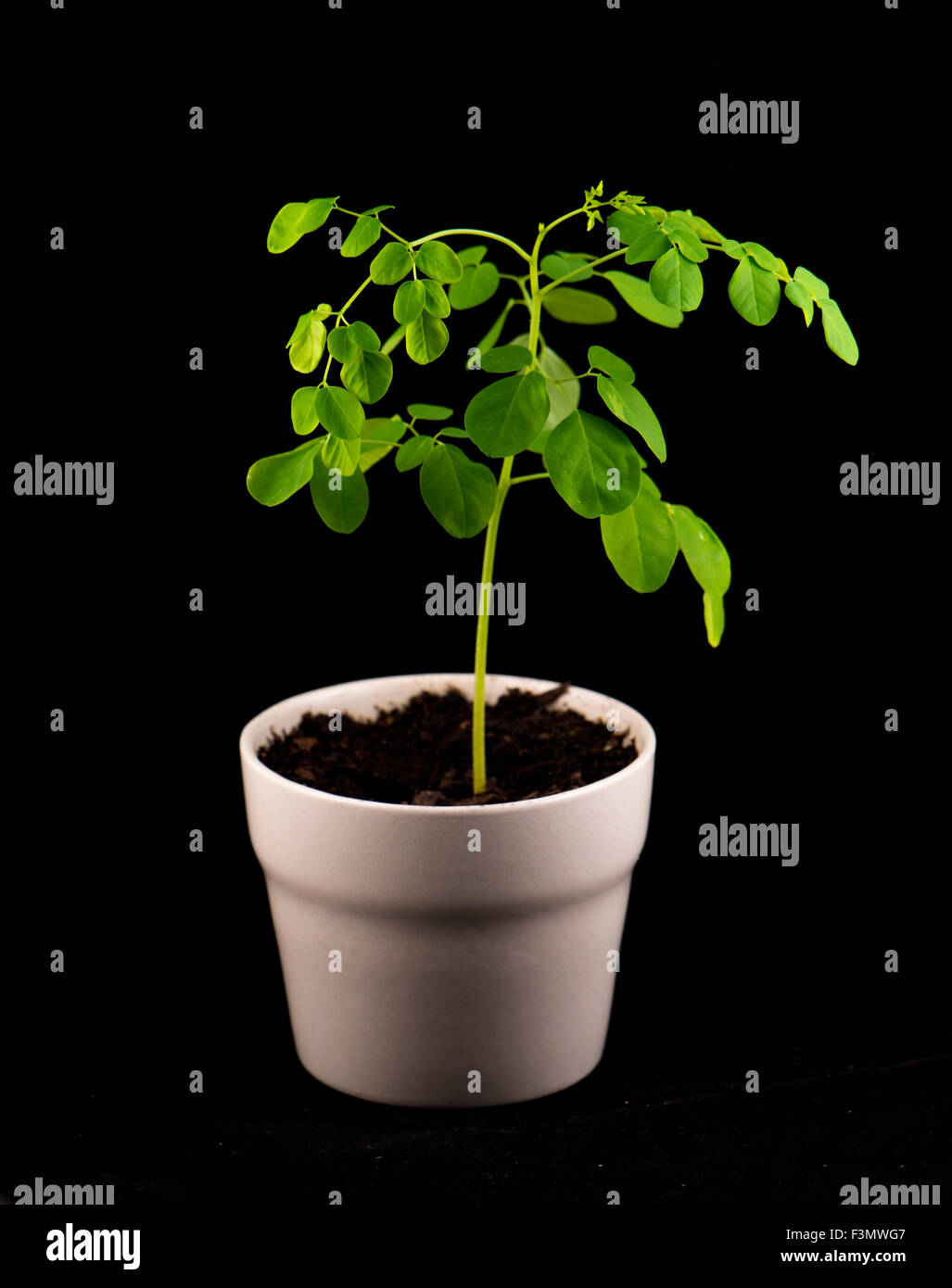 Kleine Topfpflanze von Moringa (Moringa Oleifera Klg) isoliert auf Schwarz - auch bekannt als bittere Gurke oder Schlegel Stockfoto