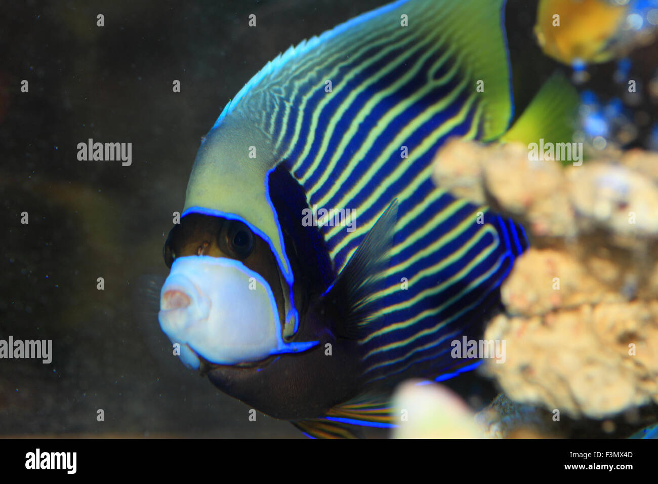 Kaiser-Kaiserfisch (Pomacanthus Imperator) in Japan Stockfoto