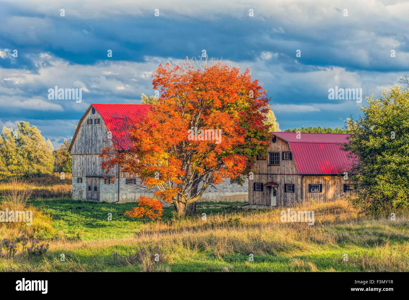 Rustikale Scheune auf dem Land mit voller Herbstfärbung. Stockfoto