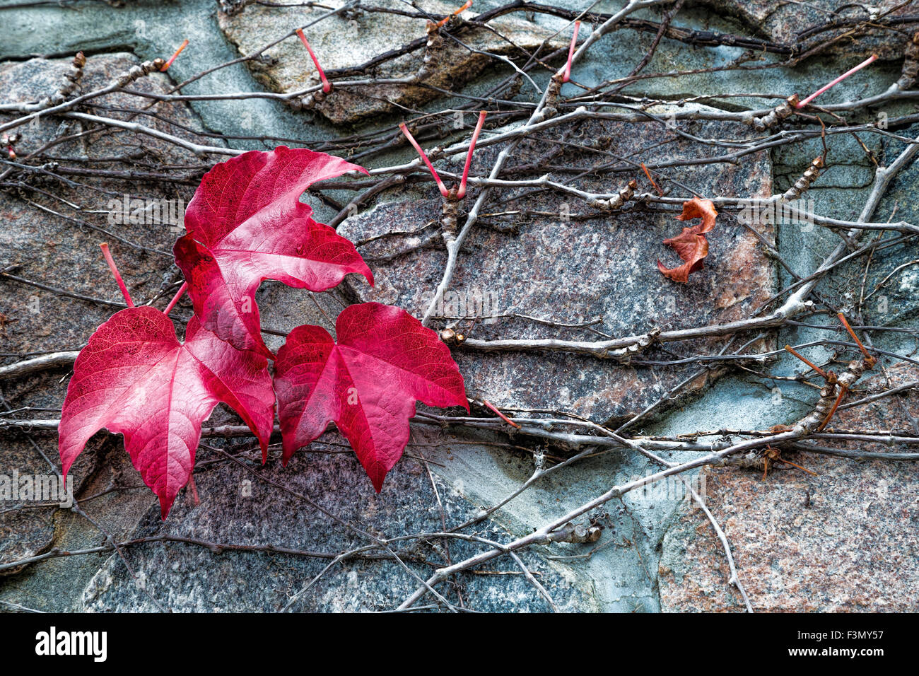 Blätter im Herbst rot, klammerte sich an einer Steinmauer. Stockfoto