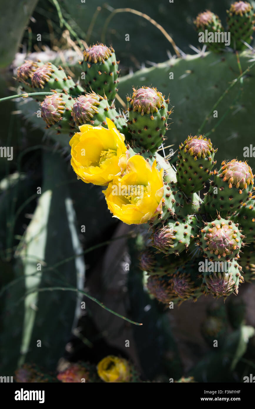 Opuntia Ficus-Indica Blume, Israel Stockfoto