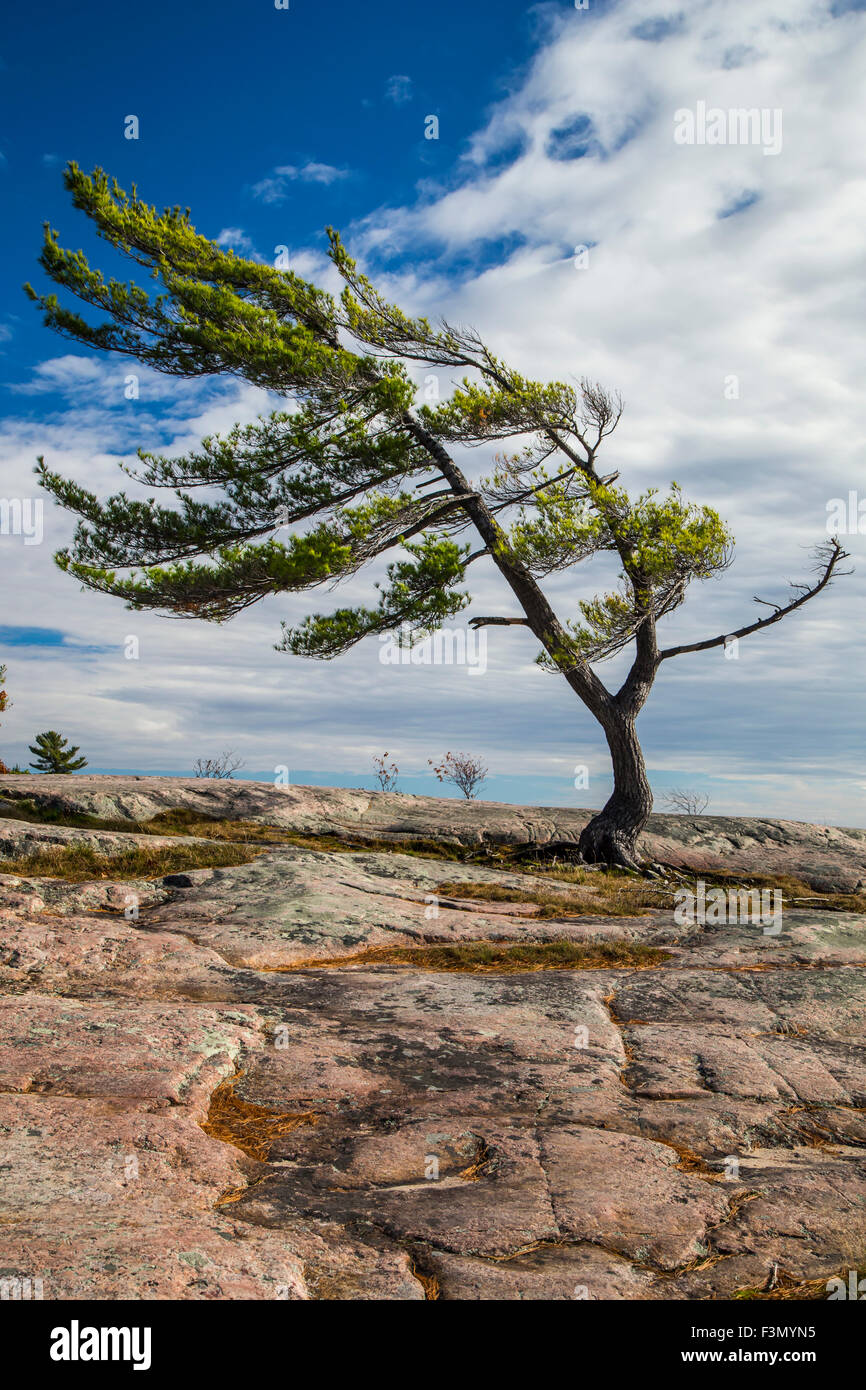 Wind fegte Baum an der Georgian Bay, eine Gruppe von sieben Inspiration. Stockfoto