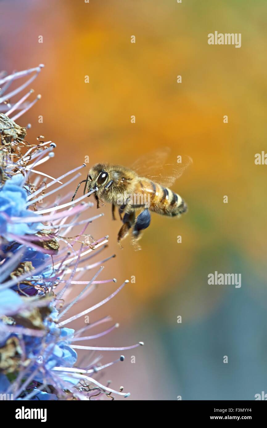 Honig Biene europäischen Apis Mellifera Flug Echium candicans Stockfoto