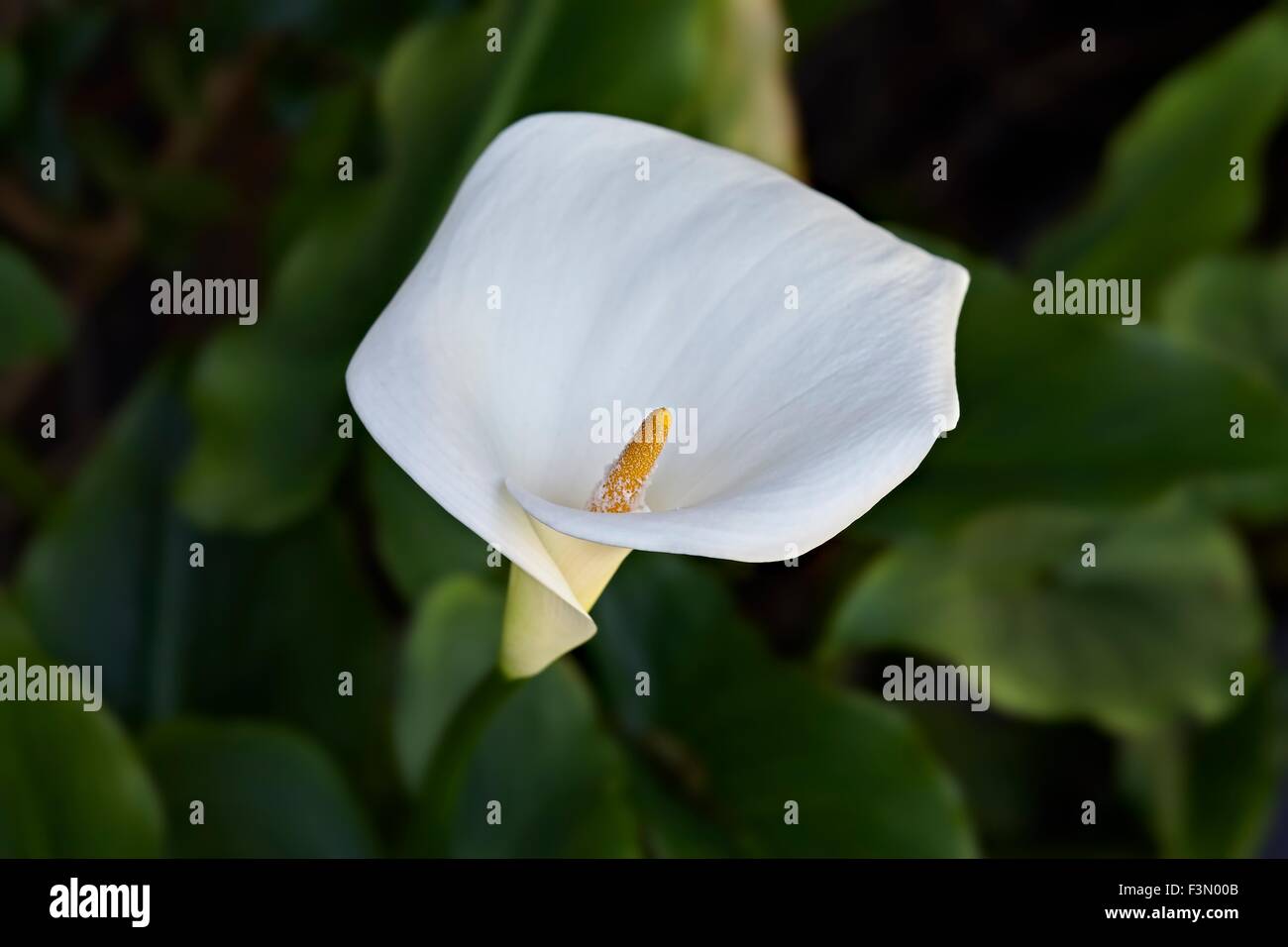 Weiße Calla lily Zantedeschia aethiopica Trompete Lilly. Zantedeschia aethiopica ist eine Pflanzenart in der Familie der Araceae, native zum südlichen Afrika in Lesot Stockfoto