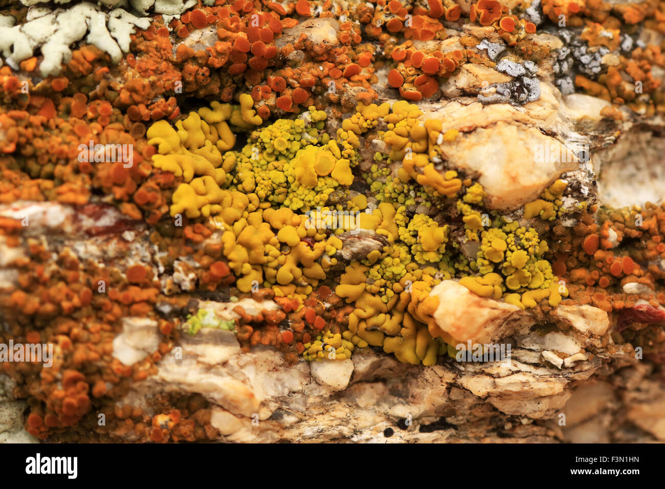 Pilze wachsen auf einige Felsen in der Wüste von Tucson Stockfoto