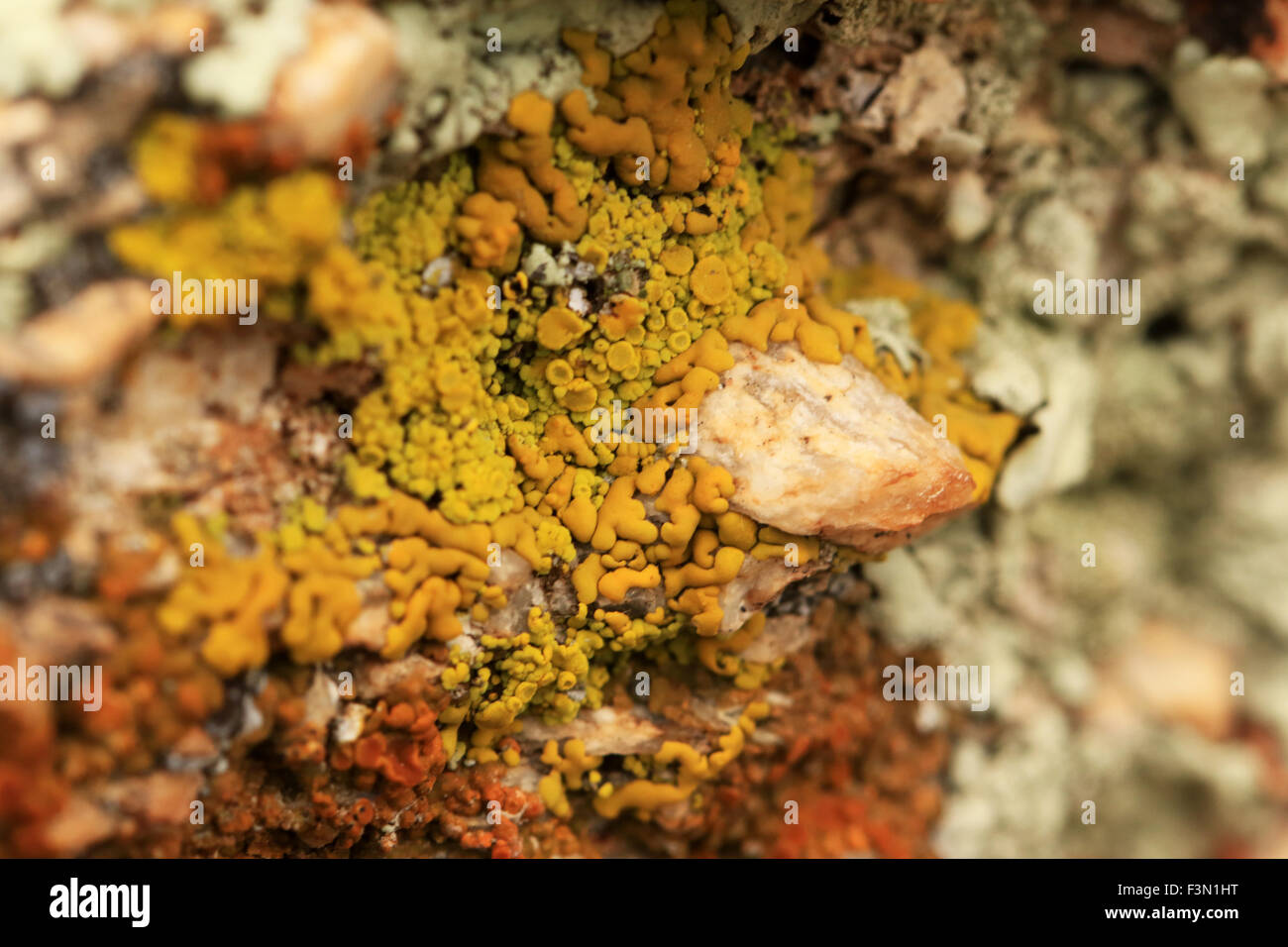 Pilze wachsen auf einige Felsen in der Wüste von Tucson Stockfoto