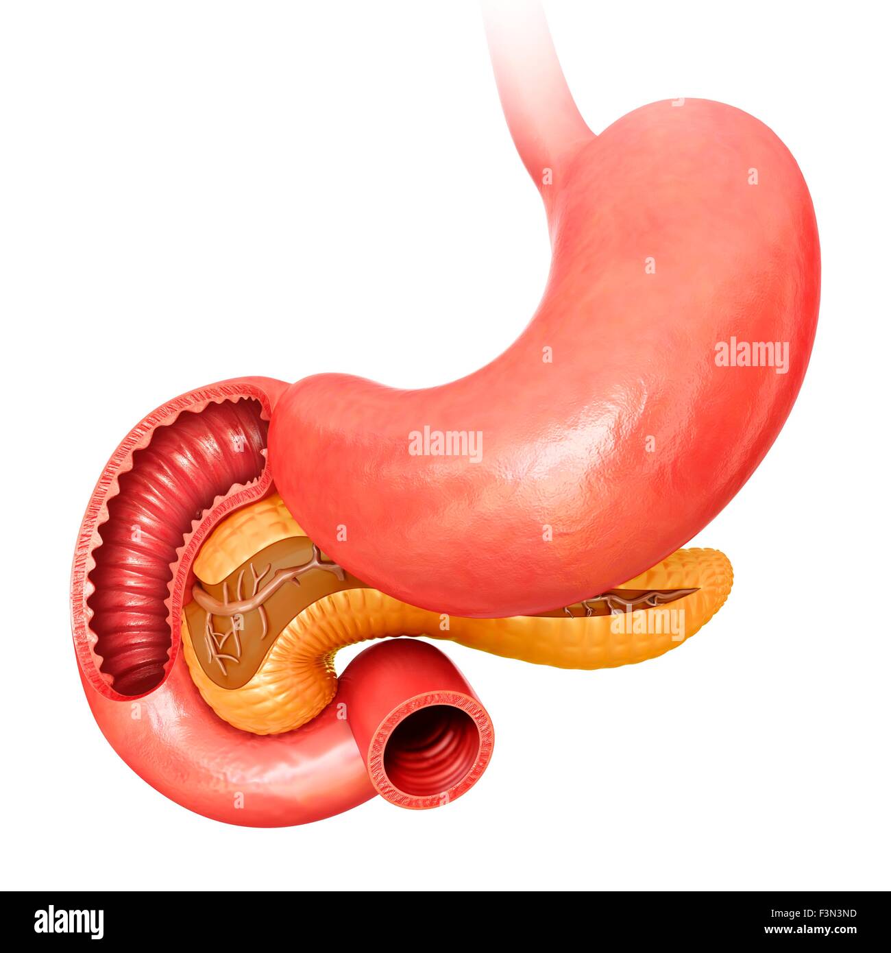 Dünndarm und Bauchspeicheldrüse Stockfoto