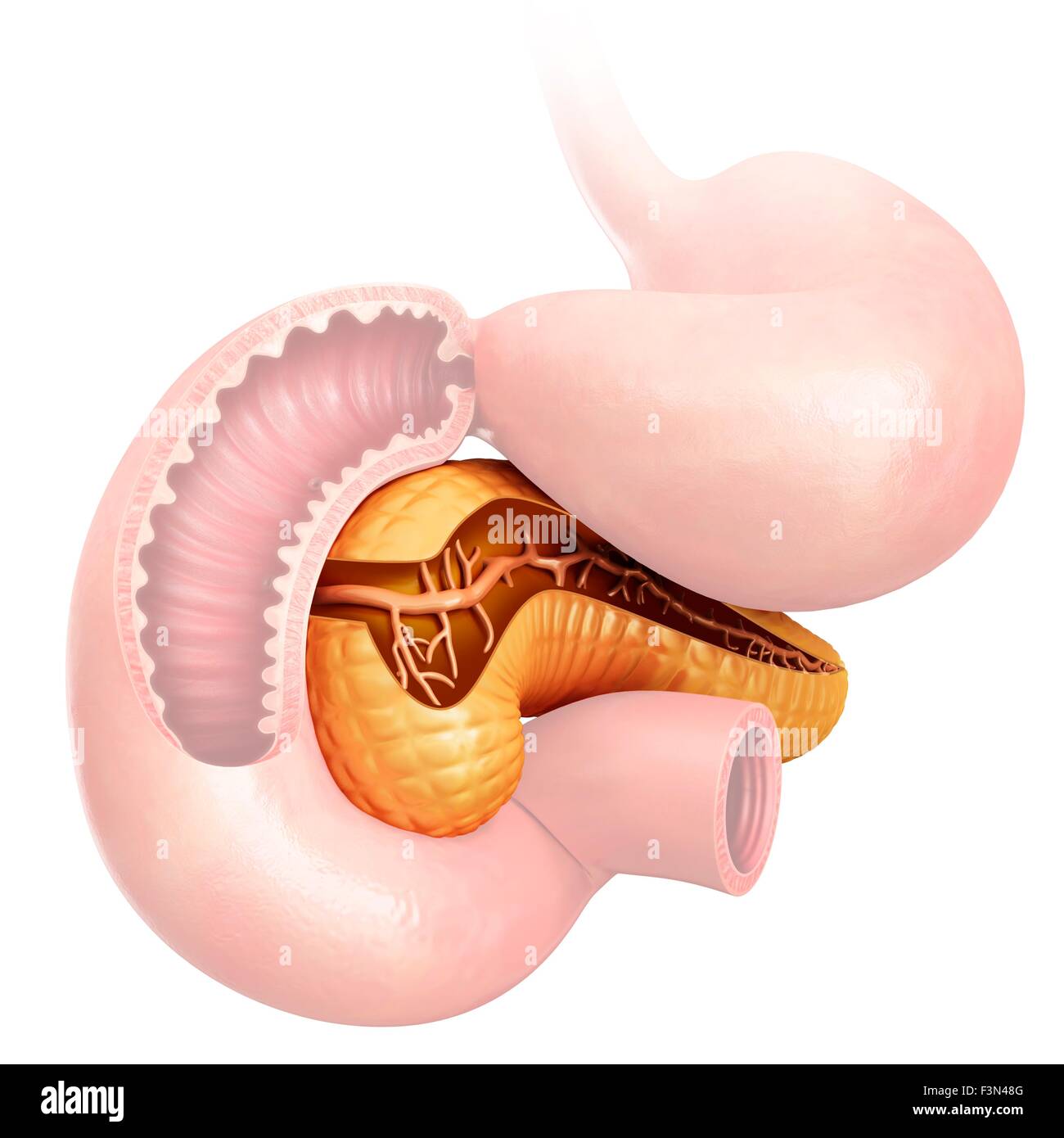 Querschnitt des Pankreas, Abbildung Stockfoto