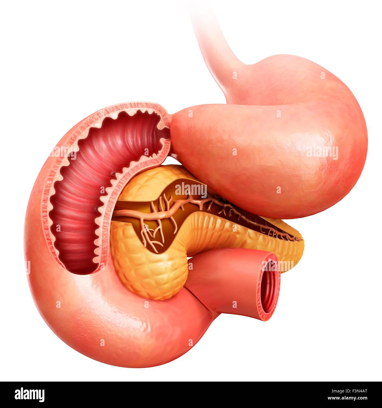Dünndarm, der Bauchspeicheldrüse und des Magens Stockfoto