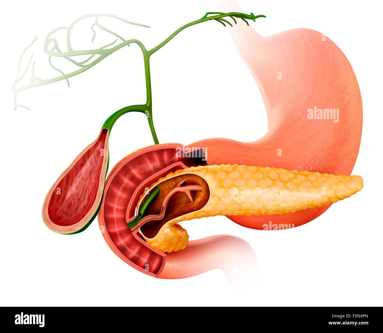 Bauchspeicheldrüse und Gallenblase, Abbildung Stockfoto