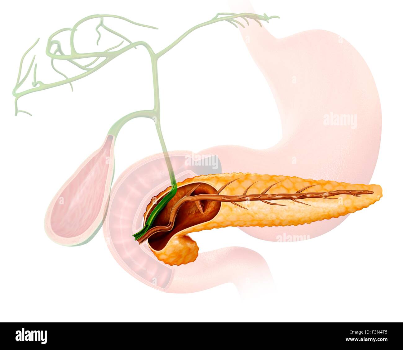 Querschnitt des Pankreas, Abbildung Stockfoto