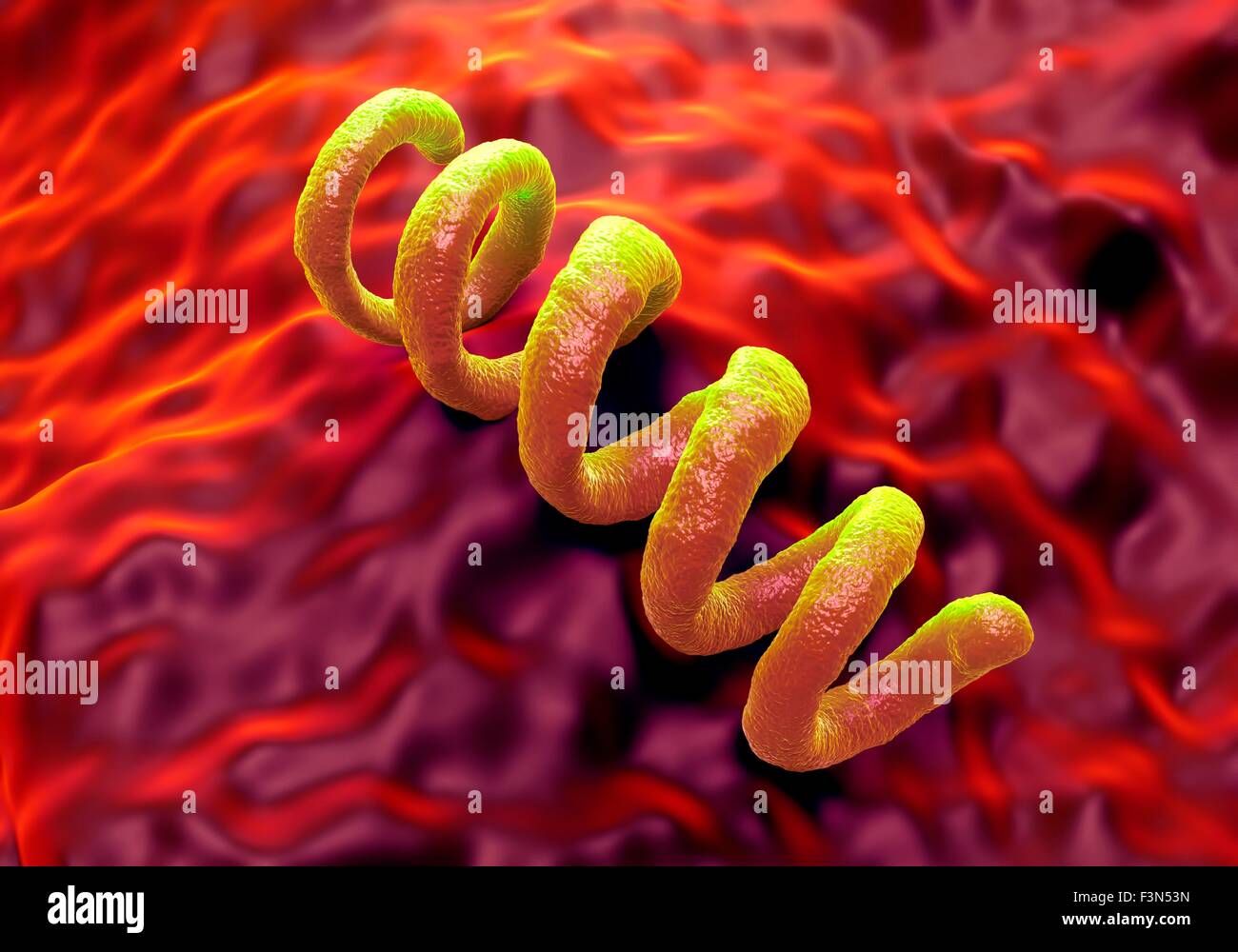 Treponema Troponema Syphilis Bakterium Stockfoto