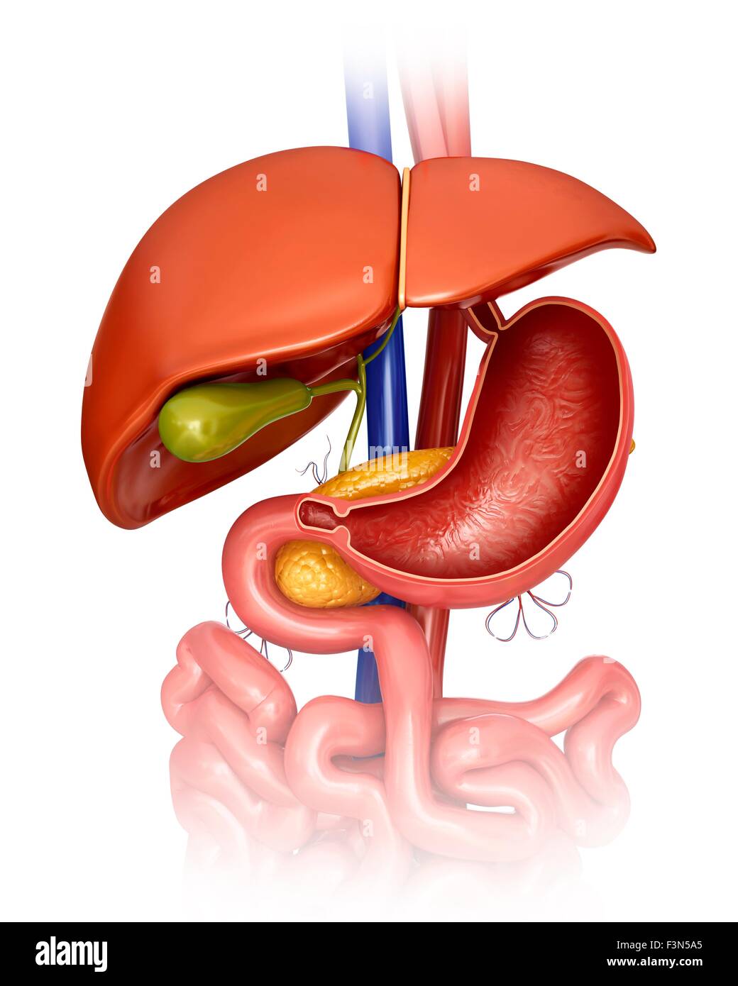 Querschnitt des Magens, Abbildung Stockfoto