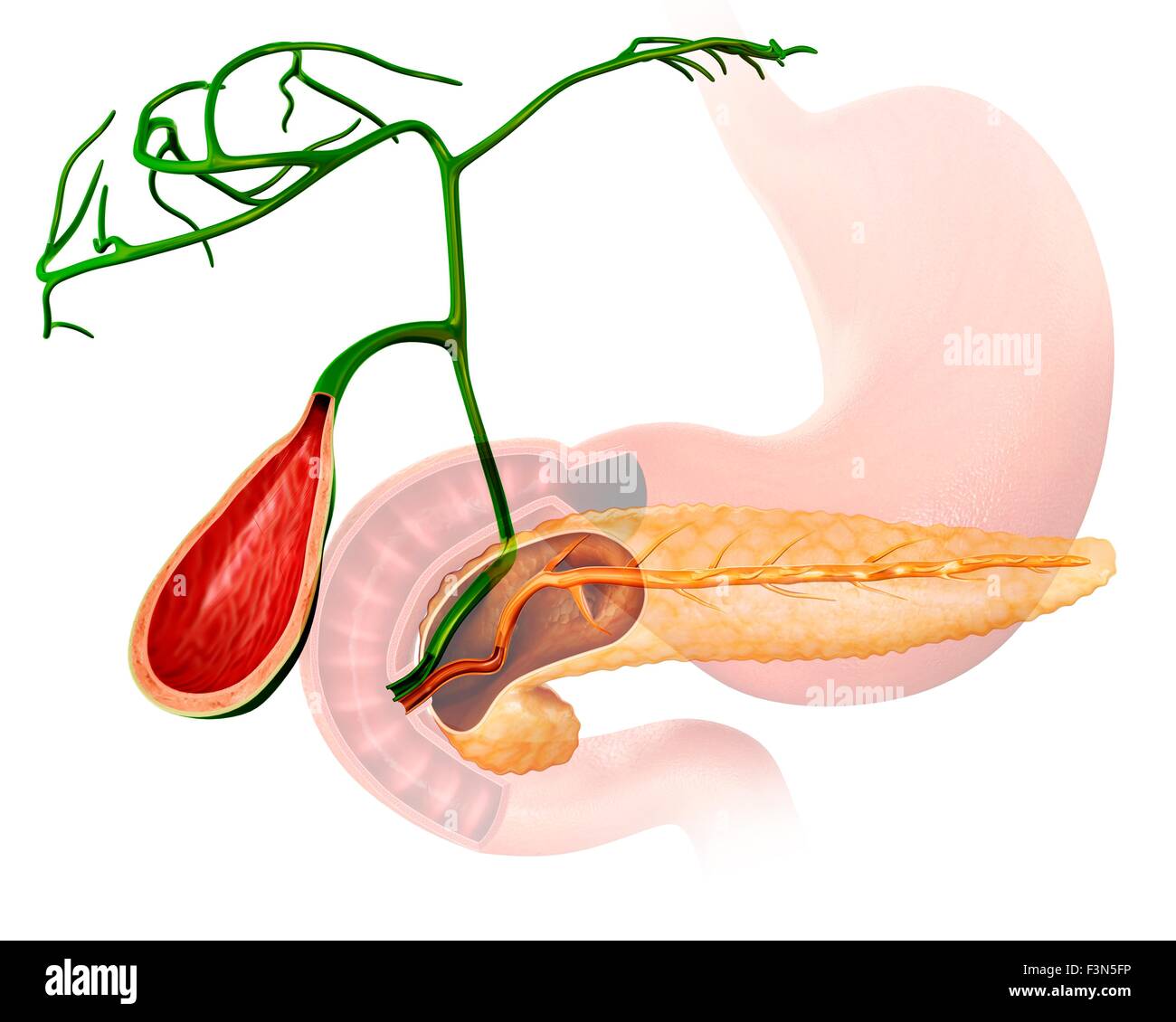 Gallenblase und Bauchspeicheldrüse, Abbildung Stockfoto