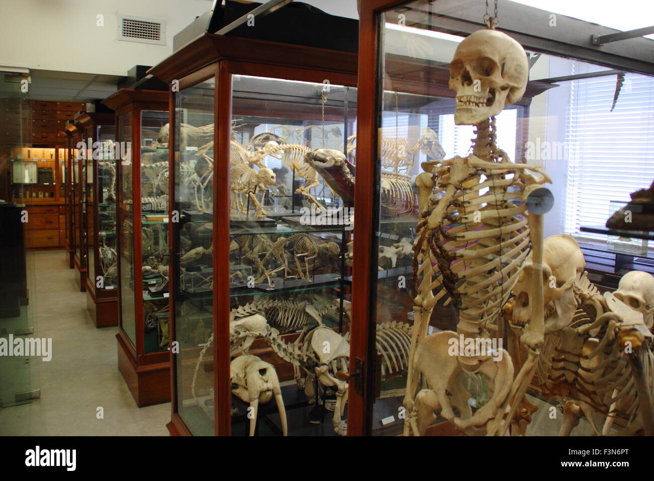 Zoologische Exemplare angezeigt in Vitrinen in The Alfred Denny Zoologisches Museum der Universität von Sheffield, UK Stockfoto