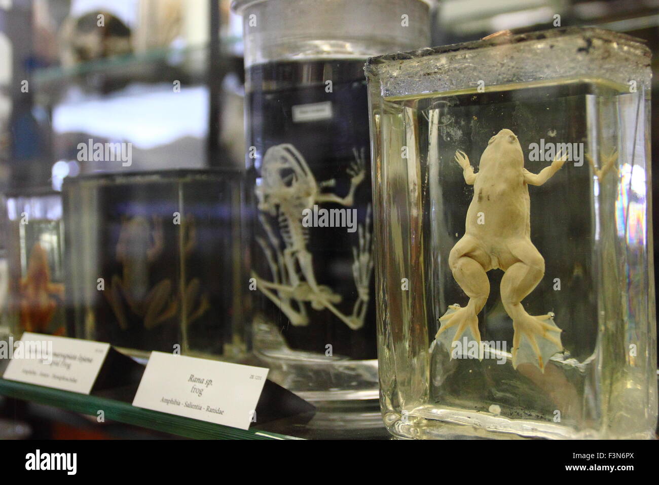 Zoologische Exemplare, darunter einen erhaltenen Frosch angezeigt im Musée Alfred Denny an der University of Sheffield England UK Stockfoto