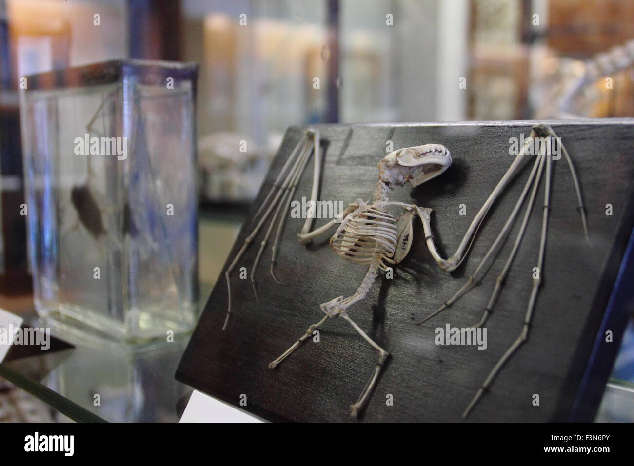 Zoologische Exemplare, darunter eine Fledermaus Skelett auf dem Display im Musée Alfred Denny an der University of Sheffield England UK Stockfoto