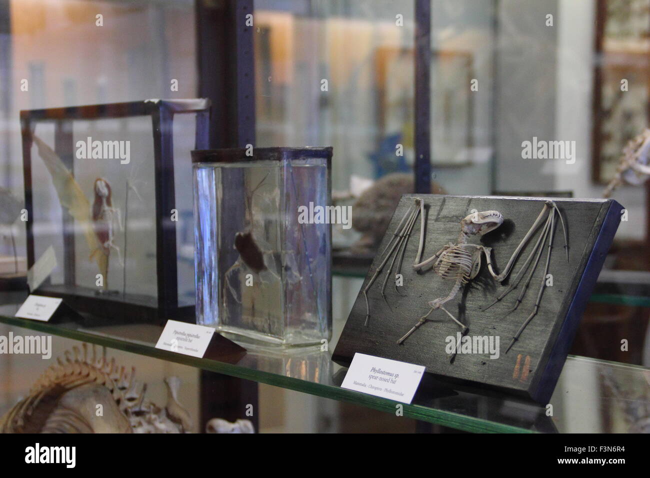 Zoologische Exemplare, darunter eine Fledermaus Skelett auf dem Display im Musée Alfred Denny an der University of Sheffield England UK Stockfoto