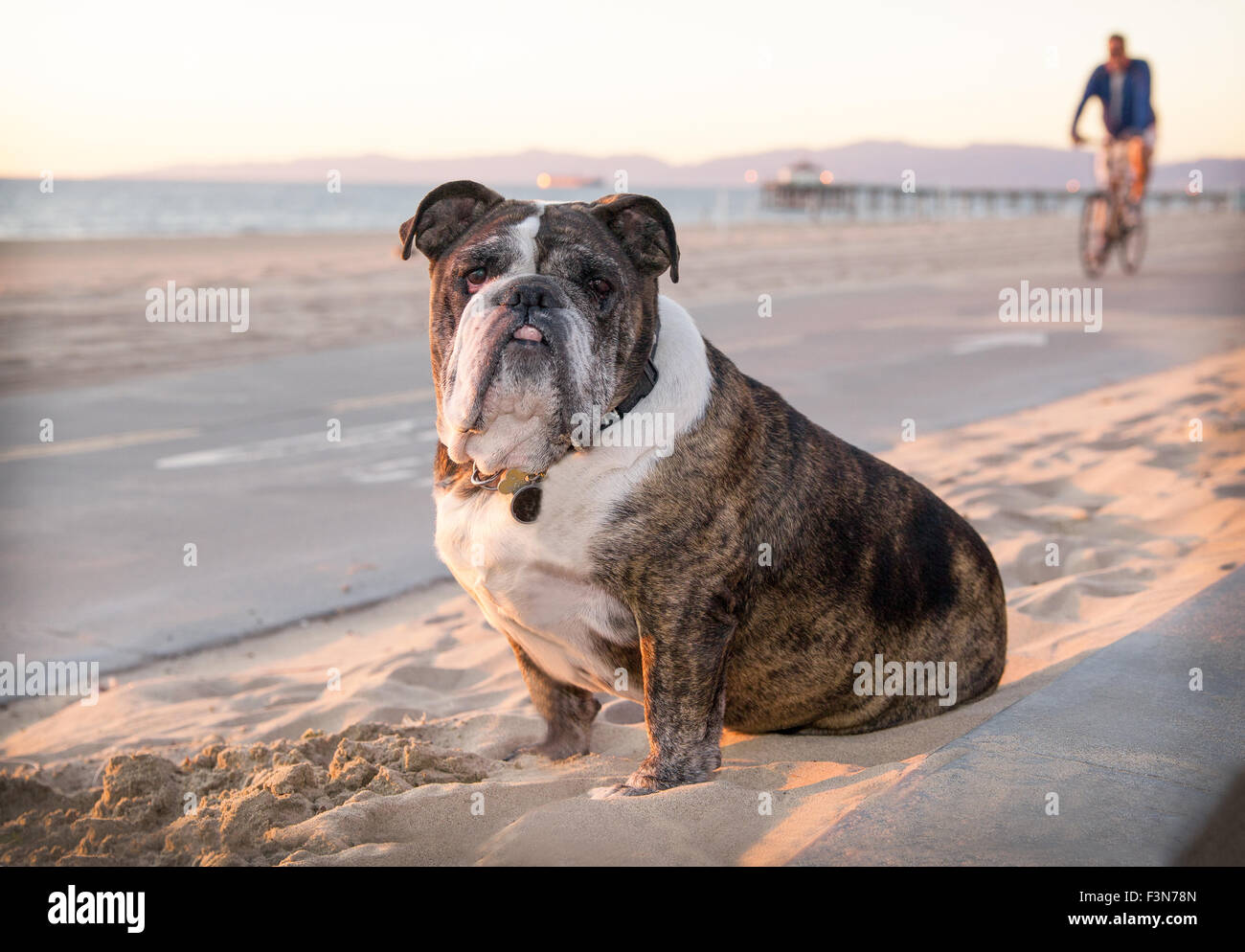 Senior Bulldogge trägt ein Halsband mit Tags sitzt auf dem sandigen Strand durch einen Radweg am Meer. Ein Pier im Hintergrund. Stockfoto