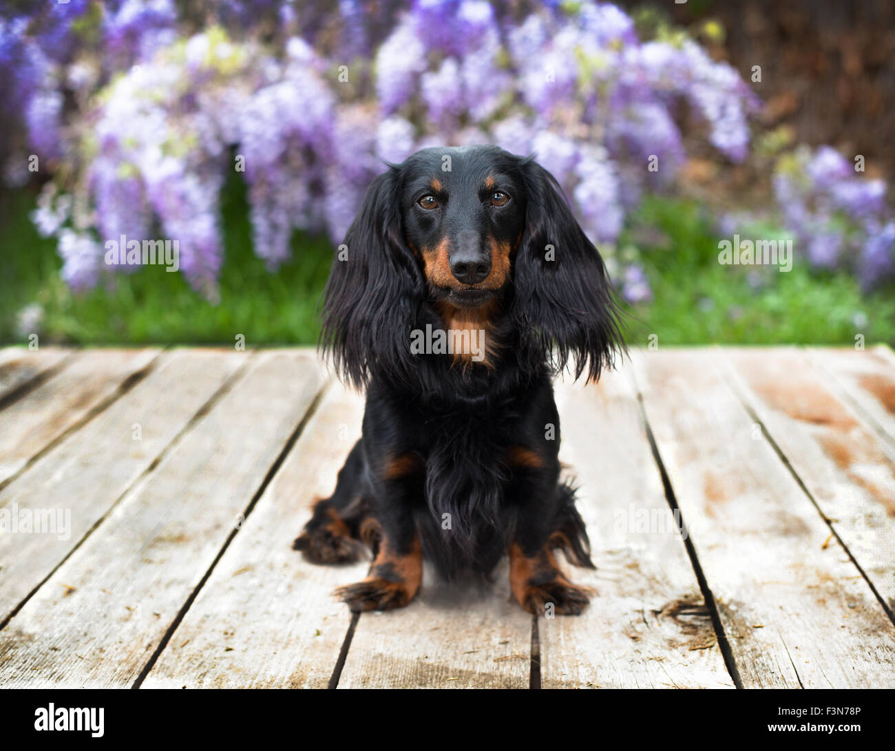 Langhaar Dackel Hund sitzt auf Holzbrettern vor lila Glyzinien Ranke Blumen Stockfoto